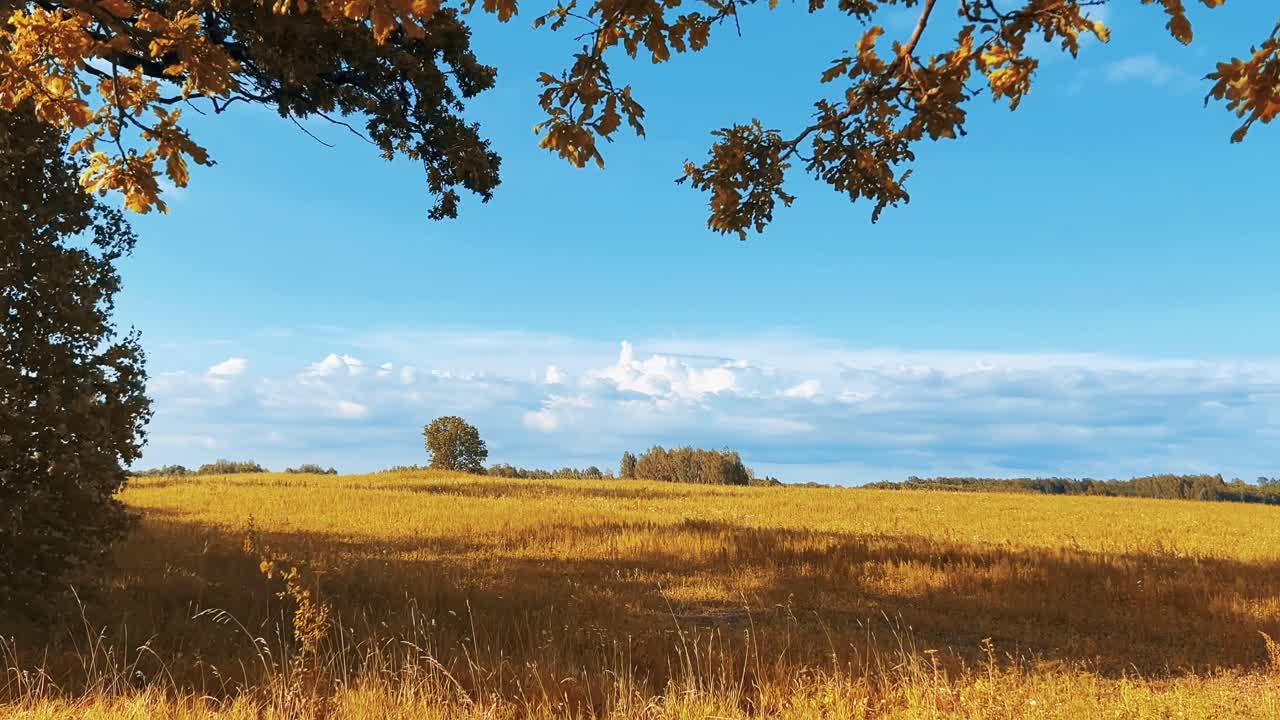 Golden fields stretching across the landscape, adorned with autumn leaves and framed by a blue sky filled with fluffy white clouds, create a serene and picturesque rural scene