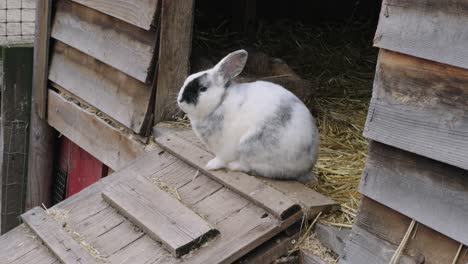 white rabbit perched on ramp at petting zoo