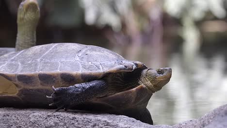 una linda tortuga china de cuello rayado retrayendo y extendiendo su cuello con curiosidad - cerrar