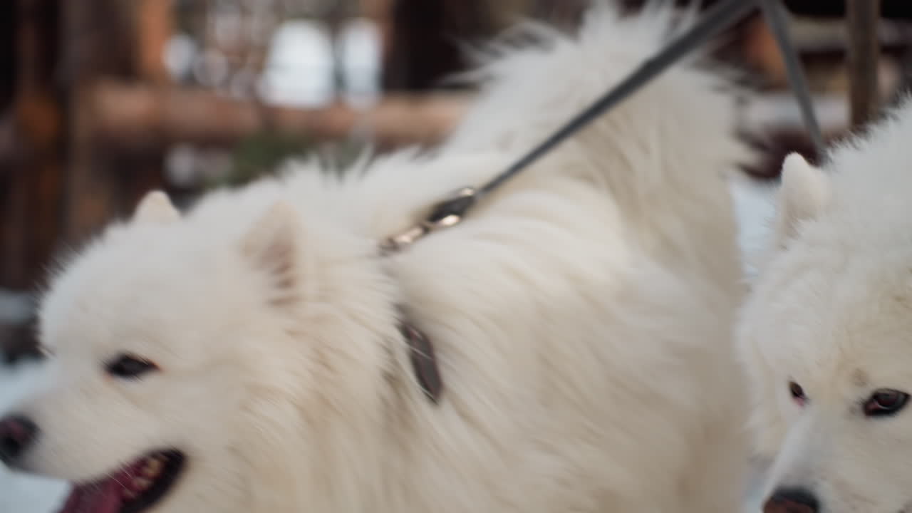 눈 덮인 길에서 헐떡이며 밝게 빛나는 눈을 가진 웃는 사모예드 강아지, 즐거운 표정과 벌린 입은 장난기 넘치는 에너지와 친근한 기질을 보여주며, 겨울 나들이 동안 이상적인 라이프스타일 반려동물 풍경을 연출해요.