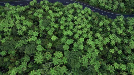 Aerial-drone-topdown-flying-over-ferns-and-native-bush-and-the-road-with-a-car-passing-through-in-Blue-Lake,-Rotorua-New-Zealand