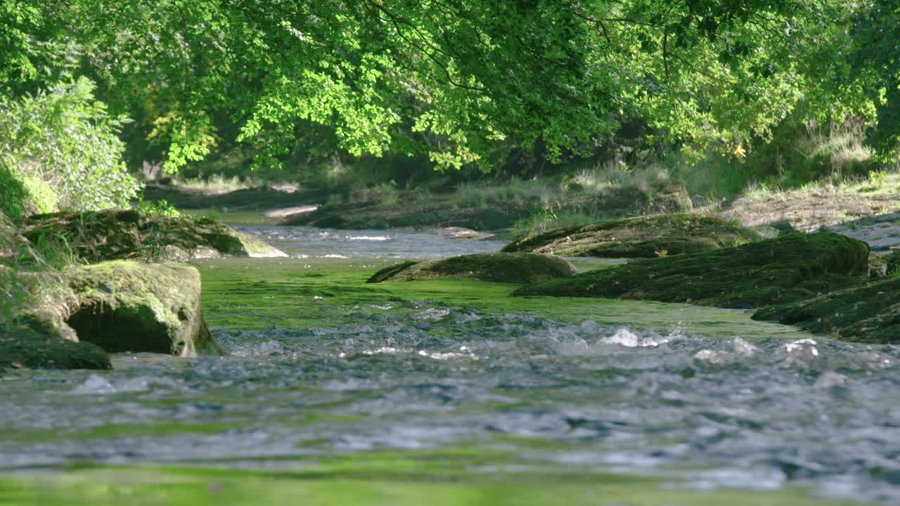 Fiume impetuoso che scorre a valle sotto la chioma della foresta, al rallentatore.
