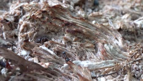 ants carrying things into their ant hole on a rotten log