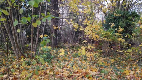 Pan-up-to-the-right-in-a-Park-in-Berlin-Germany-Nature-dead-yellow-leaves-trees-colors-of-Autumn-HD-30-FPS-6-secs