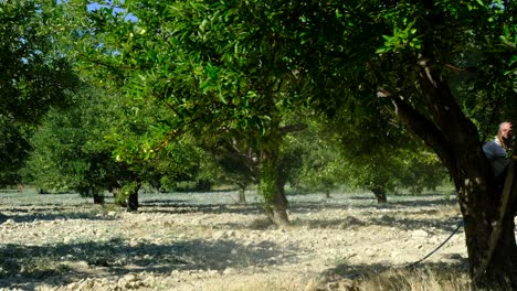 old man sprays apple trees