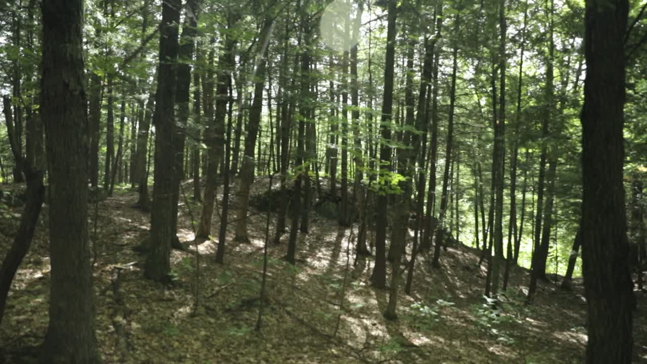el sol se filtra a través del bosque cubierto de musgo de la casa de campo de la casa de huéspedes del centro de eventos le belvédère en wakefield, quebec