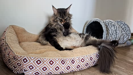 un gran gato maine coon se está arreglando en su cama.