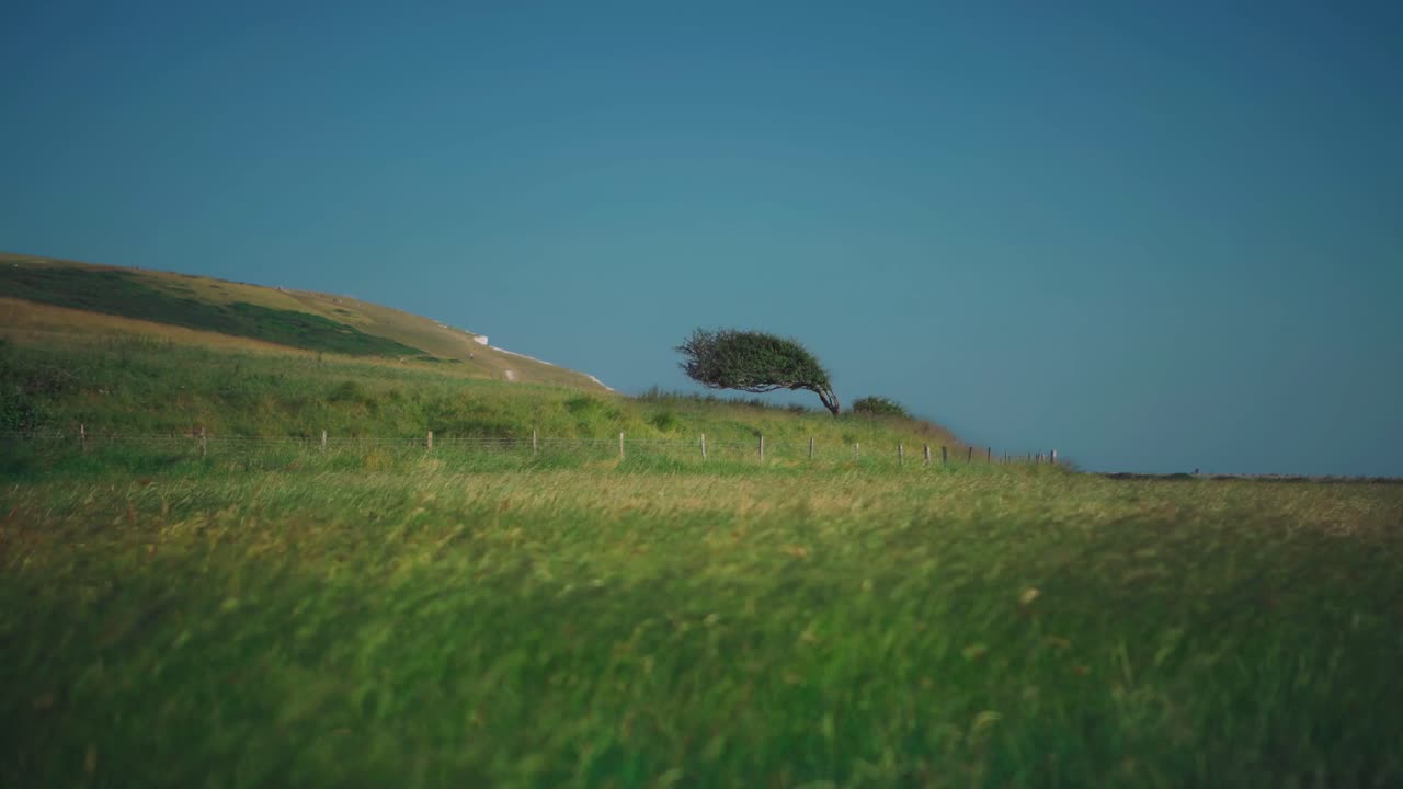 Cinemagraph - seamless video loop of a crooked tree bent by the wind in a beautiful natural grass area by the coast of Seven Sisters Chalk Rocks in Southern England with the green crops are moving