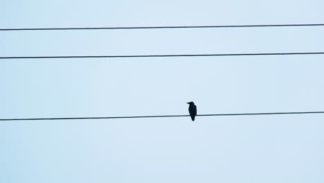 Zwei-Krähen-Sitzen-Auf-Einer-Stromleitung,-Eine-Fliegt-Davon,-Zerbricht-Das-Konzept