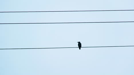 dos cuervos posados en una línea eléctrica, uno vuela lejos, rompe el concepto