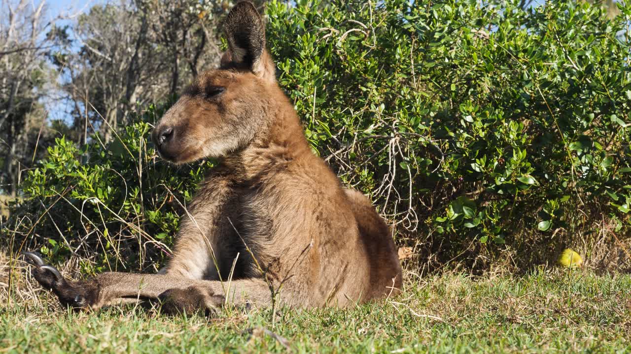 Large Australian Kangaroo displaying its sharp claws while laying down