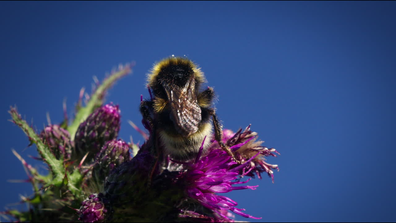abejorro en el pantano flor de cardo en un día soleado