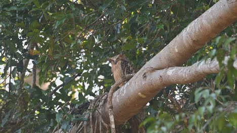 casi somnoliento y luego se despierta para acicalarse las plumas delanteras y luego mira hacia abajo para dormirse de nuevo, búho pez buffy, ketupa ketupu, parque nacional khao yai, tailandia