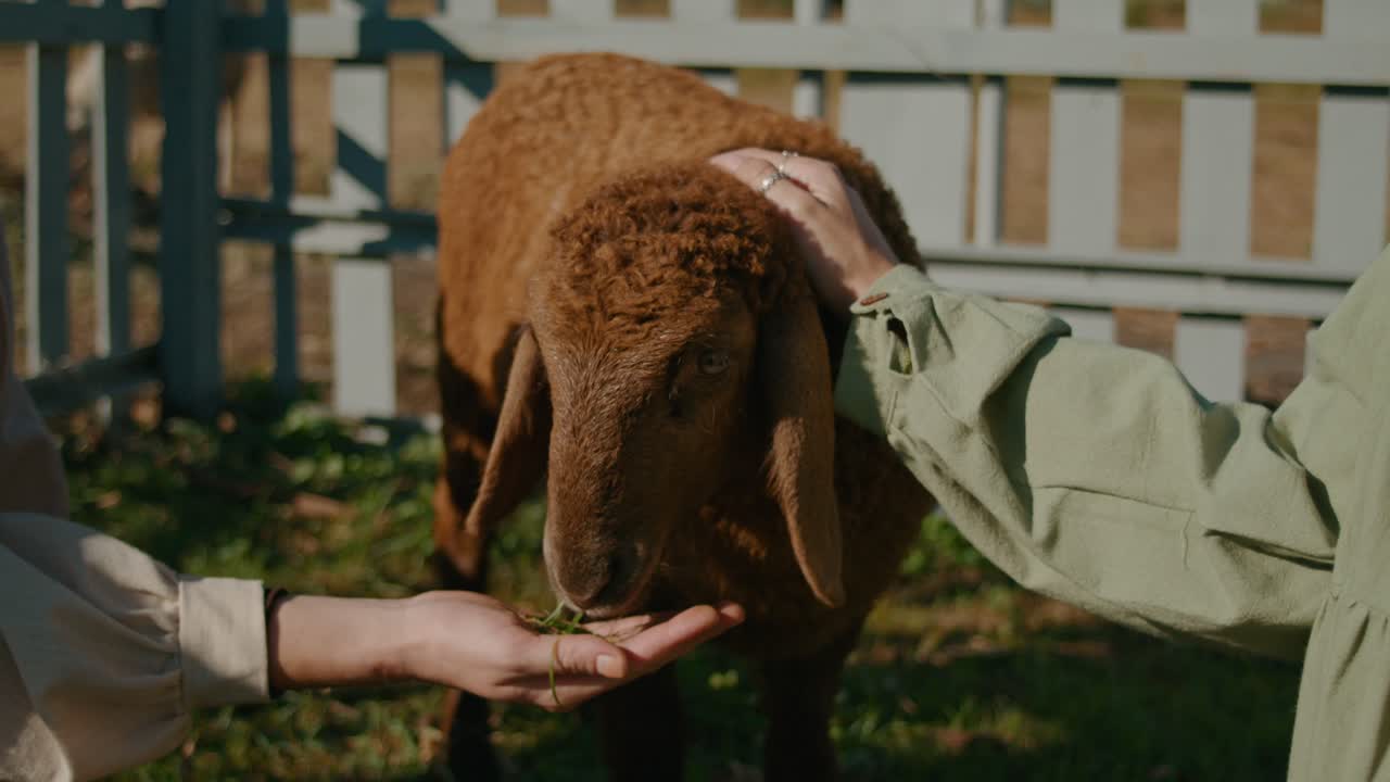 Woman feeding a sheep