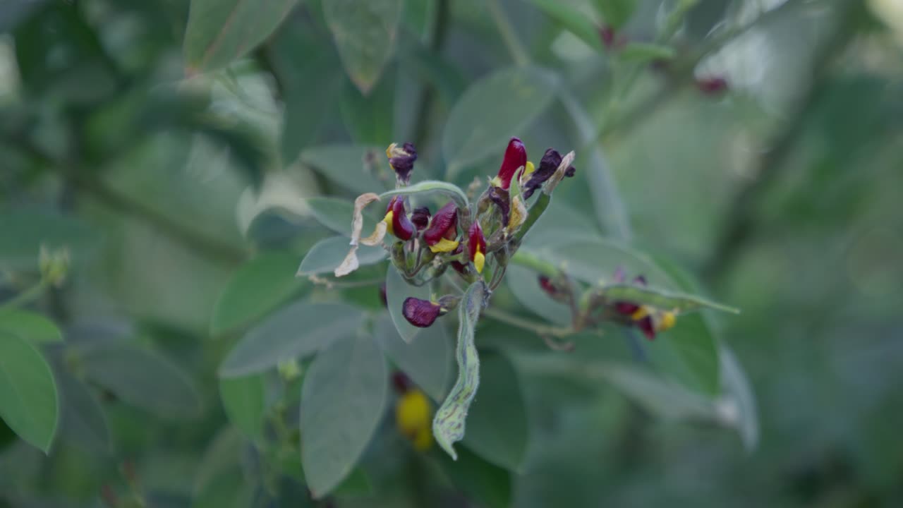A rack focus closeup of a cluster of pigeon peas fruit (Legume) in the tree with sunlight in the garden