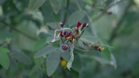 a rack focus closeup of a cluster of pigeon peas fruit (legume) in the tree with sunlight in the garden
