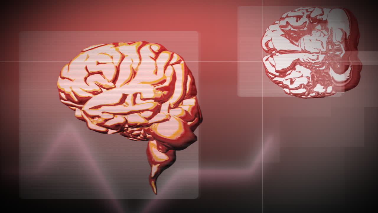 인간 뇌의 애니메이션