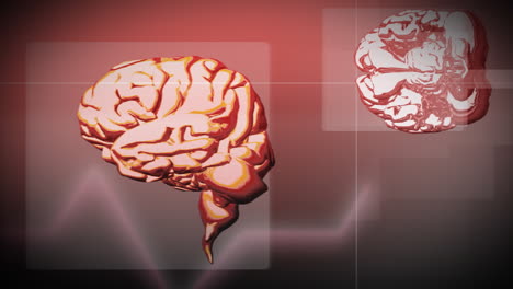 animación del cerebro humano
