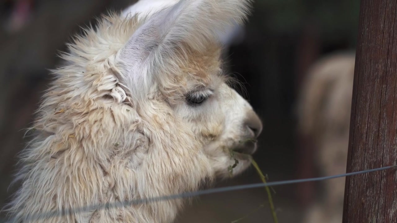 Een lama die rustig eet, die de serene en pittoreske schoonheid van de natuur vastlegt. Perfect voor natuur- en wildlifethema's.
