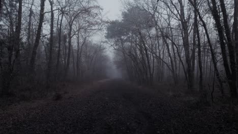 a cold misty footpath in the woods with a cold and spooky feeling