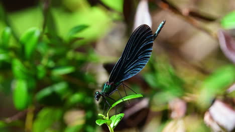 blue damselfly male opening his mouth on a lingonberry leaf and flies away