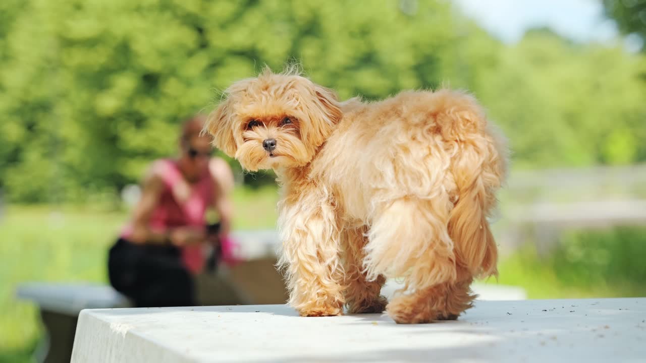 La messa a fuoco cinematografica rivela prima un cane maltipoo e poi una donna d'affari al lavoro, parco