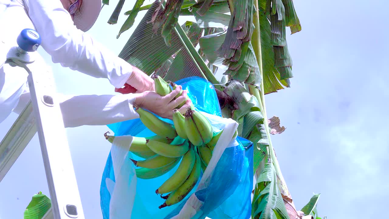 Close-up footage of a gardener harvesting green plantains by hand in a lush Puerto Rican plantation. Bright daylight, tropical garden, and authentic agricultural work in the Caribbean