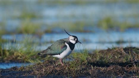 lapwing feeding on wetland with rain worm using foot-trembling movements food-seeking