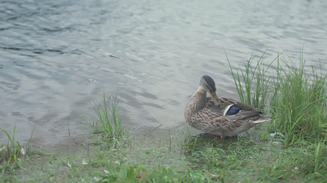 깃털을 손질하는 얕은 물 해안선에 서 있는 청둥오리 오리