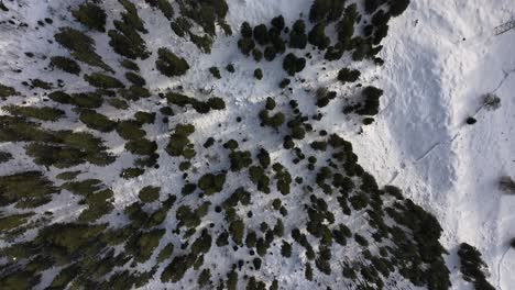 Luftaufnahme-Eines-Dichten,-Schneebedeckten-Waldes-In-Der-Schweiz