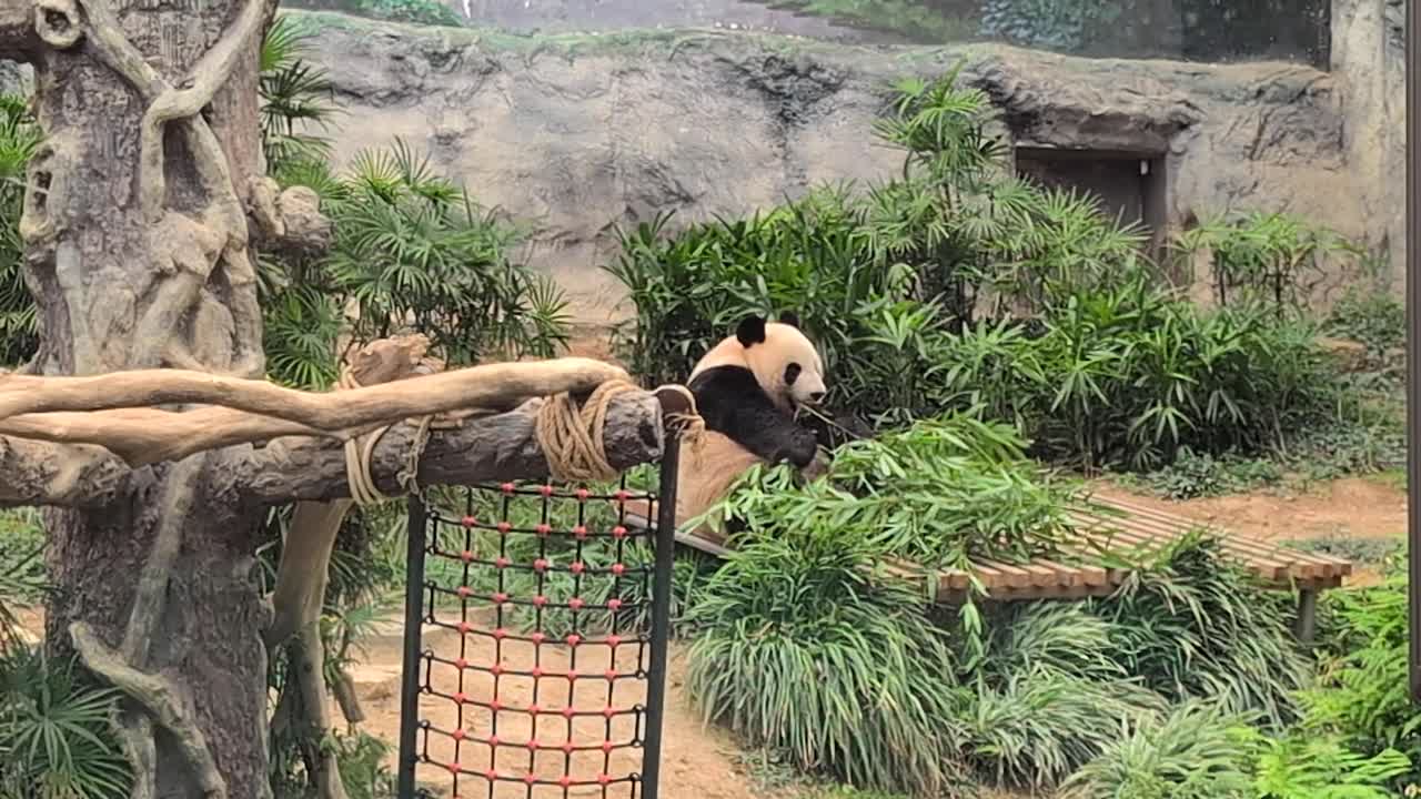 Panda grabs bamboo, rolls onto back, and chews in indoor zoo habitat