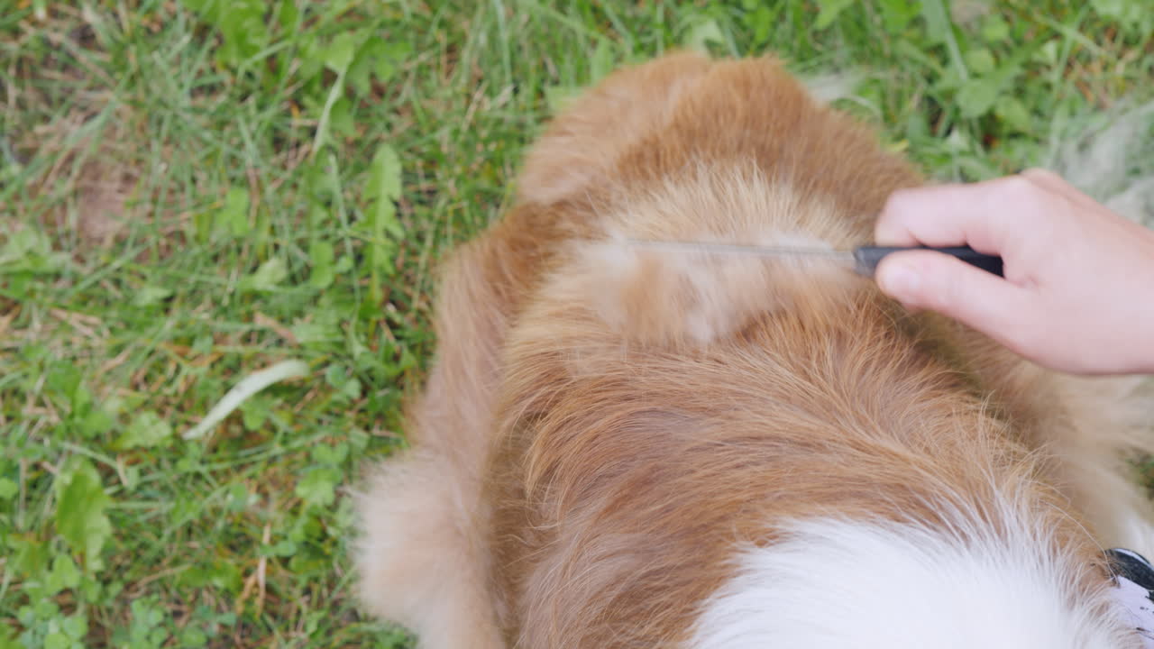 강아지의 양털을 빗고 있는 주인