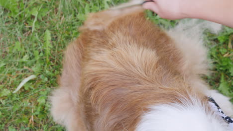 the owner combing the wool from his dog