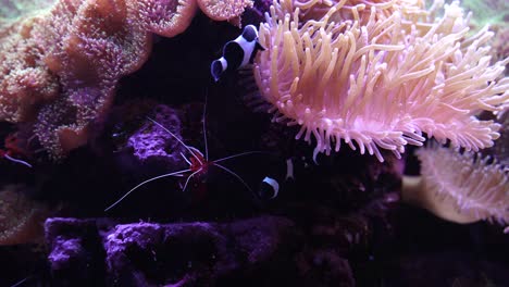 black clownfish exploring corals and cliffs on the bottom of the aquarium