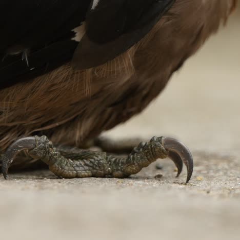 powerful feet and talons