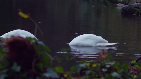 Mute-Swan-Dives-On-Water-Hunting-For-Food-In-A-Duck-Pond-Of-Boscawen-Park-In-Truro,-England