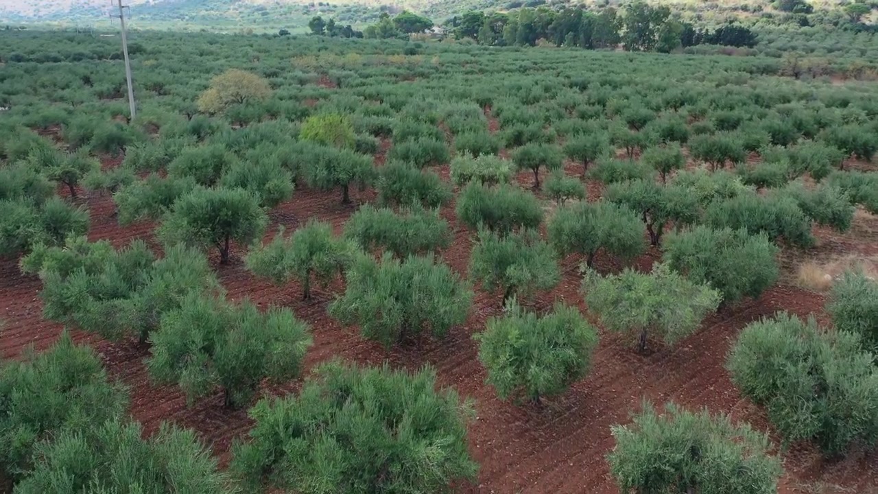 Ulivi nella campagna siciliana a San Vito Lo Capo.