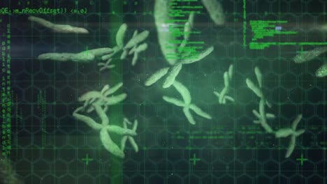 Animation-Von-DNA-über-Chromosomen-über-Datenverarbeitung-Auf-Dunkelgrünem-Hintergrund