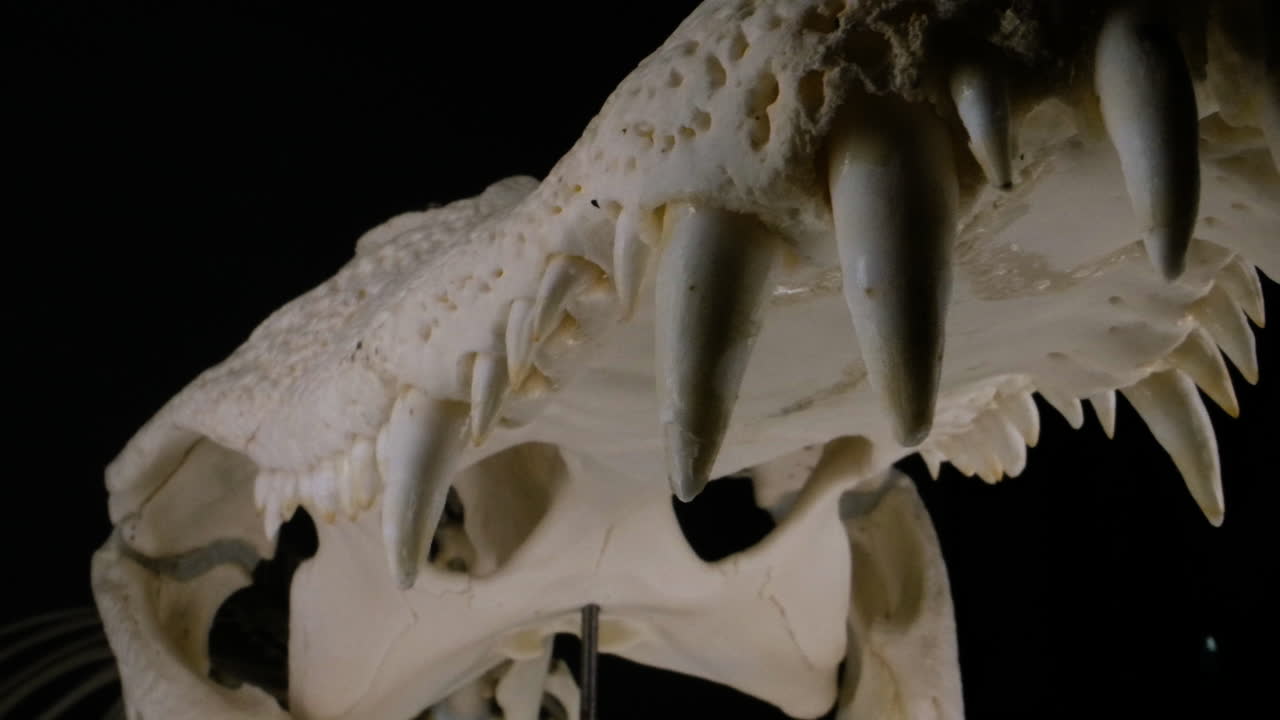 악어 물린 해골 이빨 매크로 가까이