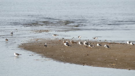 Eine-Gruppe-Von-Möwen-Ruht-Tagsüber-Auf-Einer-Sandbankinsel-Am-Fluss-Tangus-In-Portugal