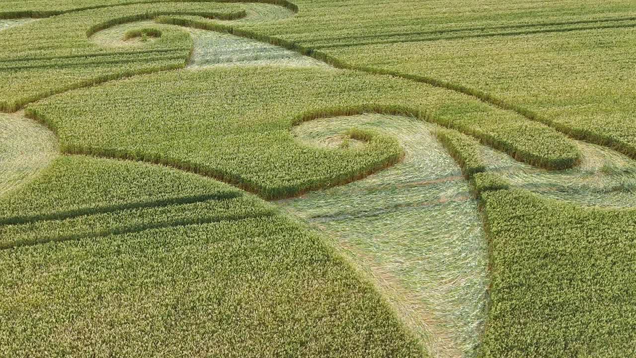 patrón de un campo aplanado, círculo de cultivo en el pueblo de etchilhampton en wiltshire, inglaterra, reino unido