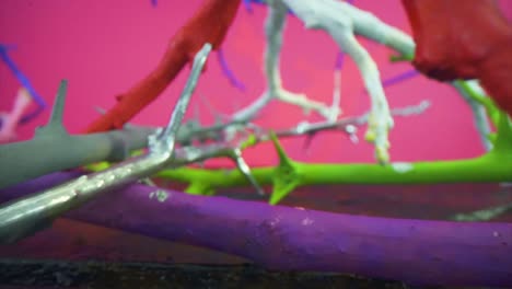 branches of thorns painted artistically in various colors such as blue purple yellow red green, against a pink background and black floor camera dolly pull back