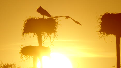 impresionante puesta de sol de cigüeñas en sus nidos, contemplando la vida