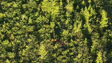 aerial tracking of moose and young calf trekking through the brush in woodland