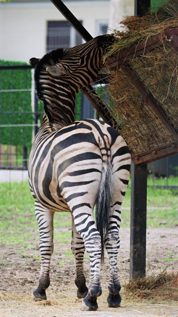 Primo piano della vista posteriore di una zebra che evidenzia il suo motivo a strisce unico mentre si trova vicino a un'area di alimentazione.