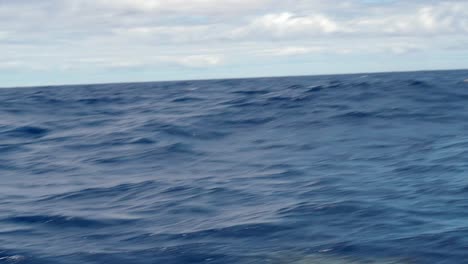 Slow-motion-shot-of-atlantic-spottet-dolphins-at-the-coast-of-Madeira,-Portugal