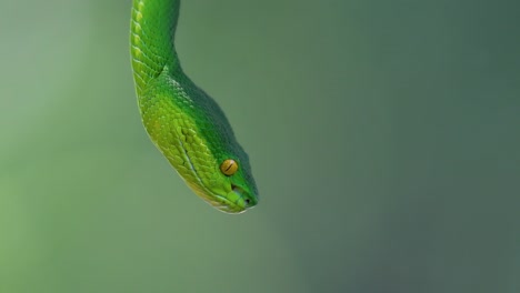 La-Víbora-De-Labios-Blancos-Es-Una-Víbora-Venenosa-Endémica-Del-Sudeste-Asiático-Y-A-Menudo-Se-Encuentra-Durante-La-Noche-Esperando-En-Una-Rama-O-Rama-De-Un-árbol-Cerca-De-Un-Cuerpo-De-Agua-Con-Muchos-Alimentos