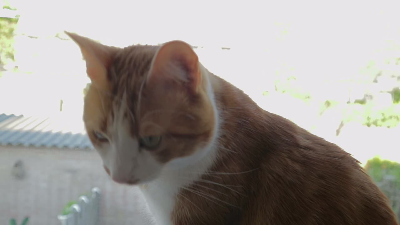 호기심 많은 고양이가 창가에 머물며 밖을 보고 있다