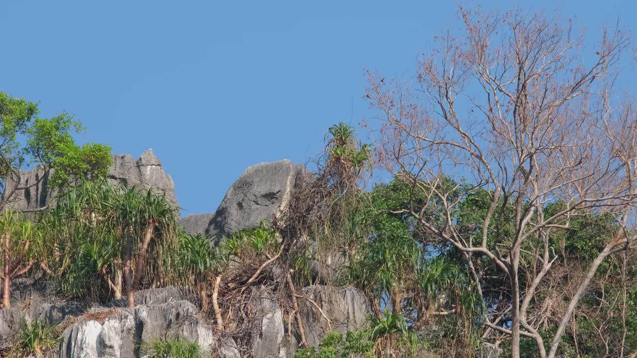 с виденными в растениях и деревьях на вершине горы, движущихся влево