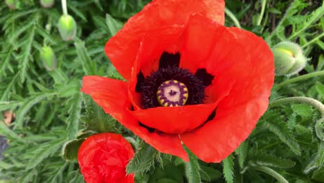 poppy swinging in the wind